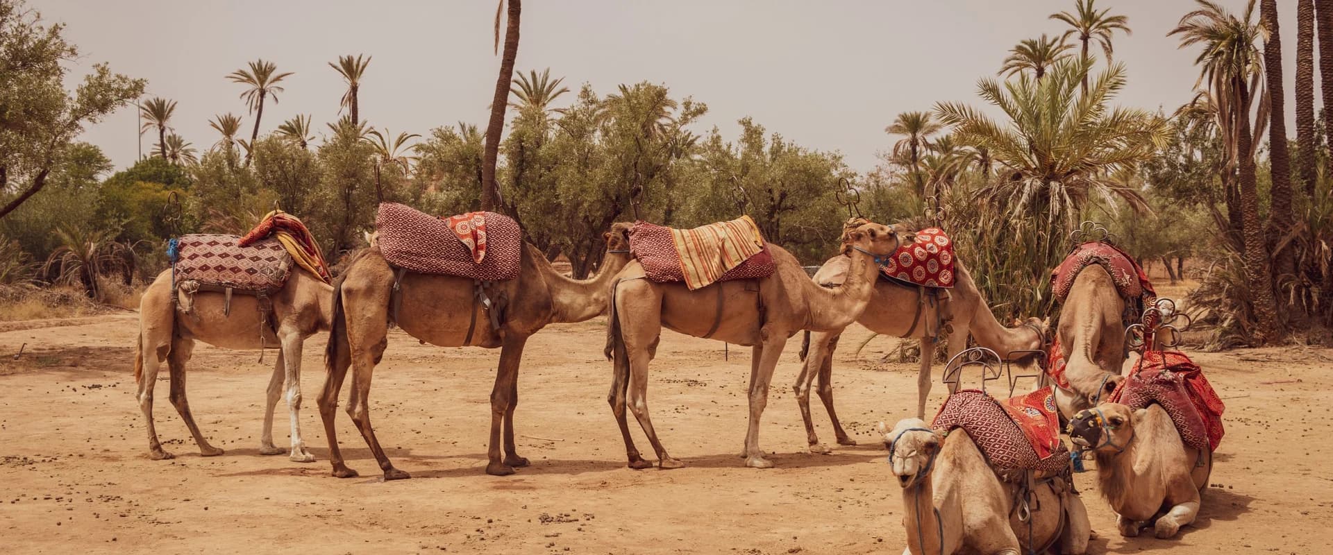 Camel Ride in the Marrakech Palm Grove