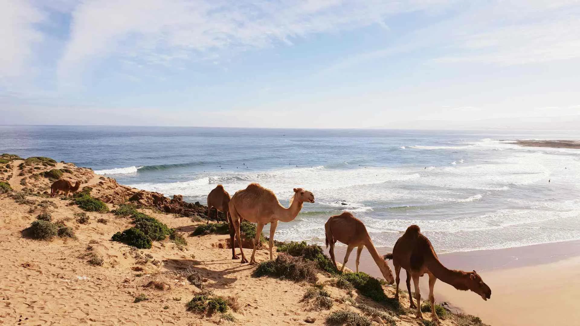 Tour de Surf en Marruecos