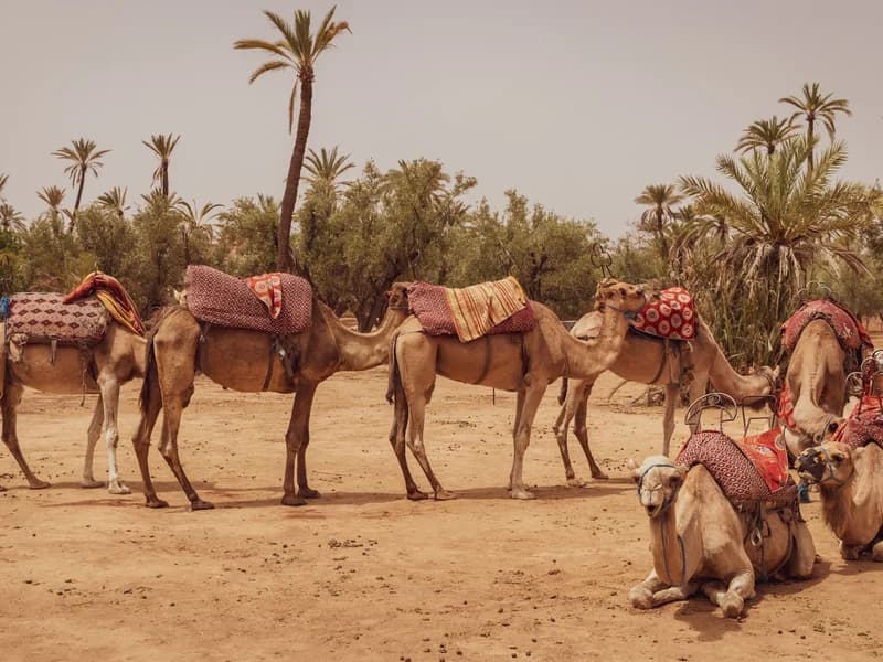 Paseo en camello en el Palmeral de Marrakech