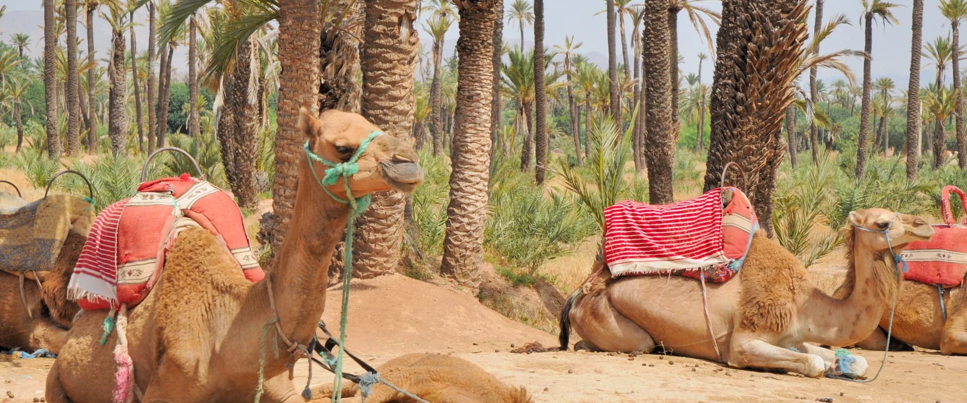 Paseo en camello en el Palmeral de Marrakech